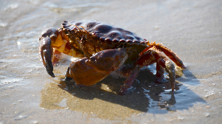 Live Crab Santa Cruz New Brighton State Beach