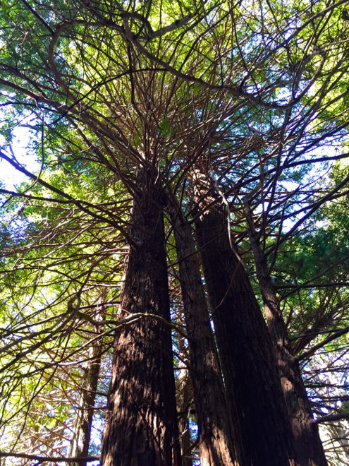 Coastal Redwood Trees