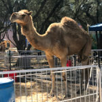 Sacramento County Fair Camel Rides